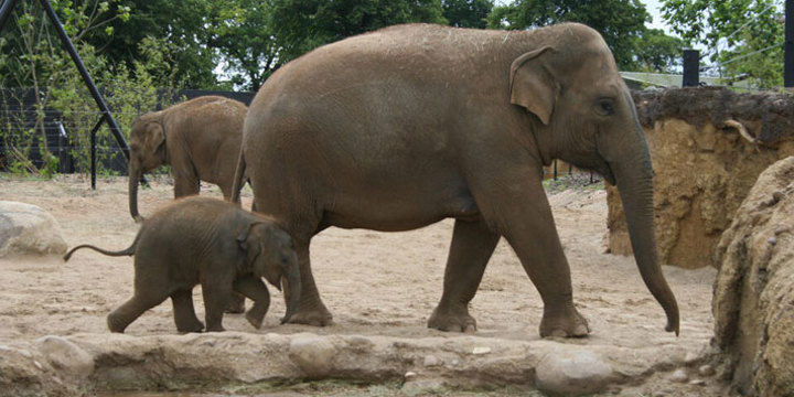 Dublin Zoo
