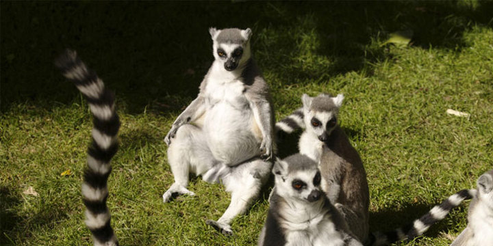 Fota